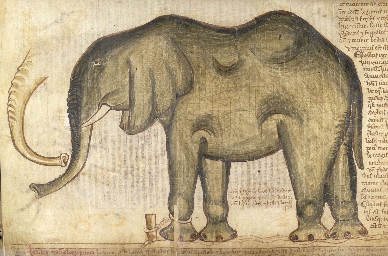 Matthew Paris's drawing of Henry III's elephant, chained to a post, with its knees clearly drawn